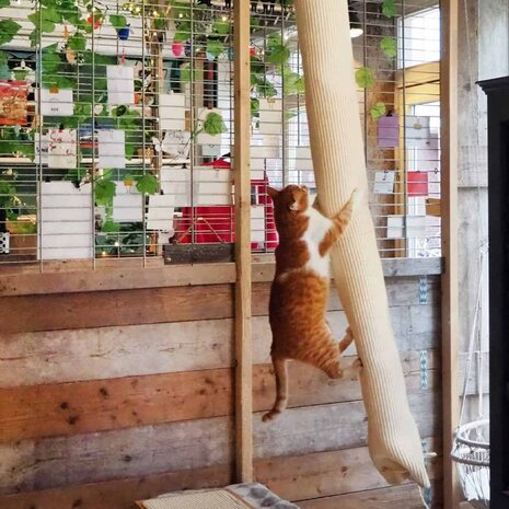 Klimzak voor katten 180 cm sisal