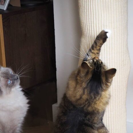 Klimzak voor katten 180 cm sisal